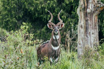9 Days From Bale Mountains To Omo Valley Tour