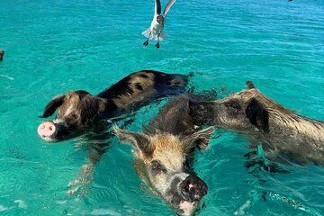 Swim with the Pigs Safari in Bahamas 2 Hours