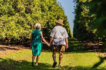 Macadamias Australia Orchard Tour in Bundaberg