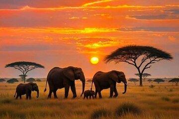 3 Day Amboseli Group Safari