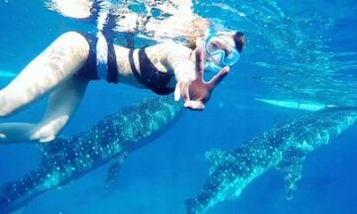 Whale Watching and Tumalog Falls with Ocean View Resort