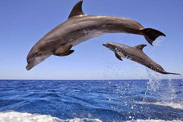 Hurghada Cruise and Snorkeling Adventure