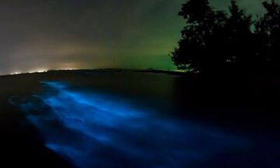 Magic Night in the Lagoon of Manialtepec Bioluminescence