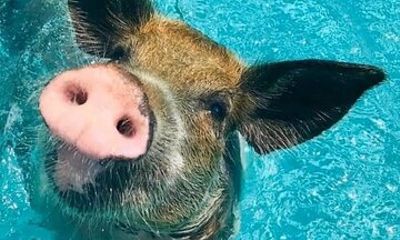 3 Islands Tour Swim with Pigs Turtles Snorkeling and Lunch