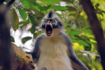 5 Days North Sumatera Tour : Jungle Trekking & Hiking Sibayak