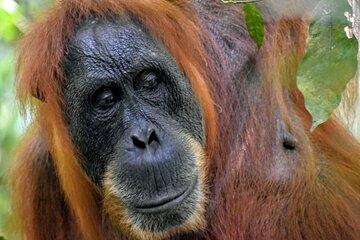 5 Days North Sumatera Adventure : Bukit Lawang & Mount Sibayak