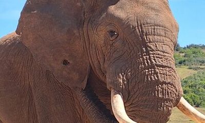 Addo Elephant National Park Day Tour with Safari and Snacks .