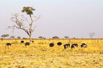Private Guided 9 Day Tour to Africa with Meals and Accommodation