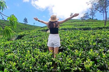 Nuwara Eliya 2 Tea Factory Tea Test &Pick 2 Waterfalls Nature Day