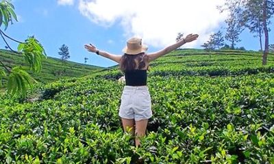 Nuwara Eliya 2 Tea Factory Tea Test &Pick 2 Waterfalls Nature Day