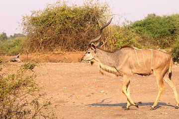 Hwange Vic Falls Okavango Safari