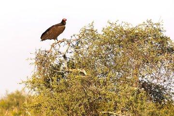 13 Days Exploration from Hwange to Maun Adventure