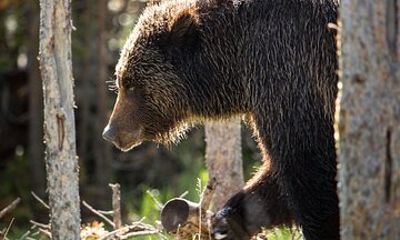 Private Yellowstone Wildlife Tour for Up to 10 Guests