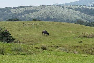 Taipei: Yangmingshan, Palace Museum & Shilin Night Market