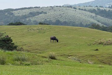 Taipei: Yangmingshan, Palace Museum & Shilin Night Market