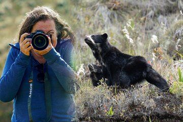 Andean Bear Photo Expedition in Chingaza National Park