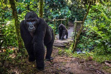 3 Day Gorilla Trekking and Lake Bunyonyi Adventure
