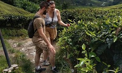 Cameron Highlands Day Tour from Ipoh -Tea Plantation
