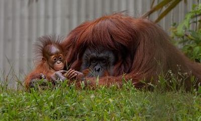 Orangutan (Orang Utan) Island Responsible Experience