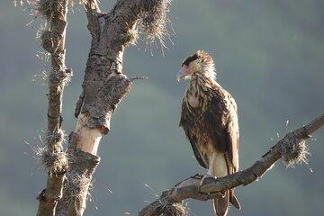 Experience Oaxaca Birdwatching at Dawn