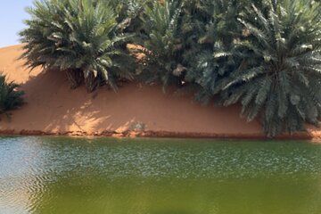 Private Saudi Kashtah Local Picnic Experience