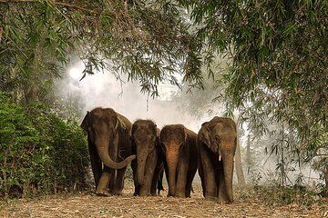 Ethical Elephant Sanctuary Experience with Hotel Pickup