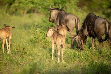 6 Days Calving Season Safari – Private Ndutu Migration Experience