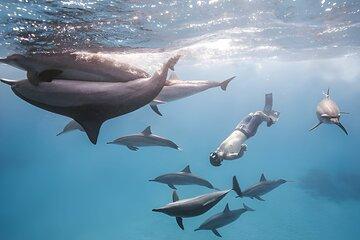 Marsa Alam Dolphin House Full Day Boat Trip Snorkeling Lunch