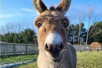 Golden Donkey Farm & Lefkara Village Adventure Larnaca hide Gems