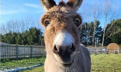 Golden Donkey Farm & Lefkara Village Adventure Larnaca hide Gems