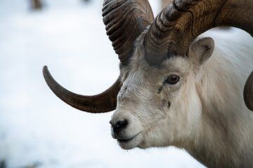 Yukon Wildlife Preserve Tour