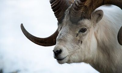 Yukon Wildlife Preserve Tour