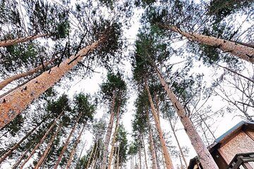 Charyn Canyon and Kolsai Lake Day Adventure from Almaty