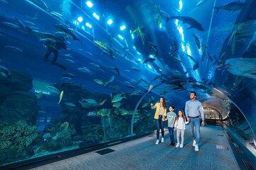 Dubai Aquarium and Underwater Zoo Tickets
