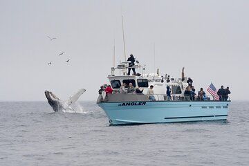 Whale Watching Adventure in Morro Bay