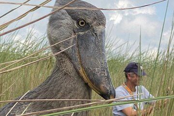 Shoebill Mabamba Swamp and Lake Victoria Birdwatching Tour