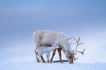 Spring Reindeer Calving Experience in Alta
