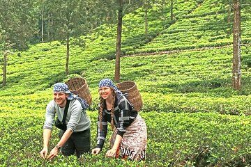 Nuwara Eliya 2 Tea Factory Tea Test &Pick 2 Waterfalls Nature Day