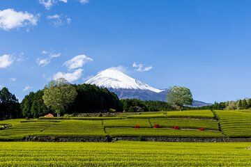 Mt. Fuji Sake and Tea Fields Tour by Private Car