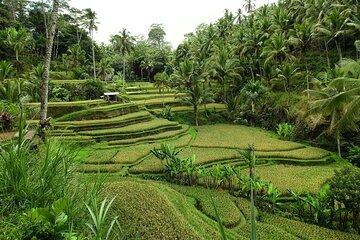 Ubud Full Day Tour with Entry Tickets