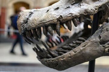 Berlin: Natural History Museum Museum Ticket & Mobile Audio Tour