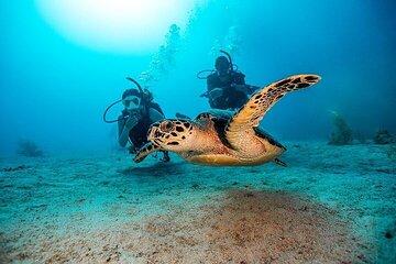 Discover Scuba Diving in Fujairah Coral Reefs & Marine Life
