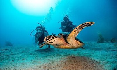 Discover Scuba Diving in Fujairah Coral Reefs & Marine Life