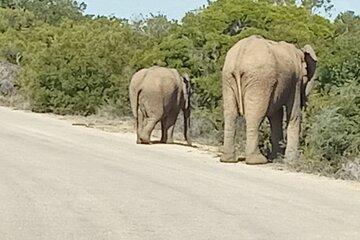 Addo Elephant National Park and Eastern Cape Tours
