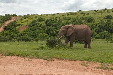 Safari thru Addo Elephant National Park