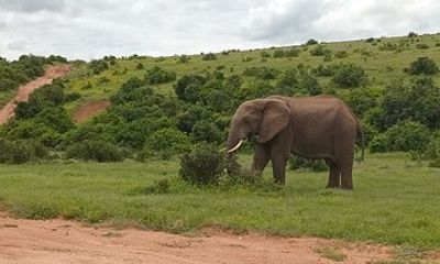 Addo Elephant National Park