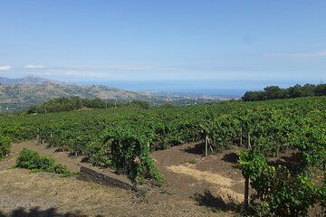 Etna Wine Tasting Tour from Taormina Area