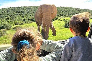 Addo Elephant National Park Full-Day Safari Guided Tour