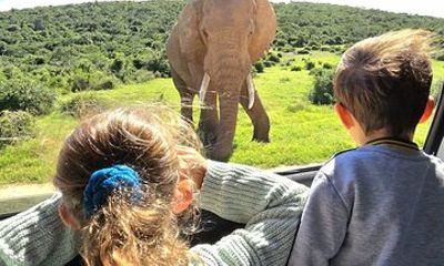 Addo Elephant National Park Full-Day Safari Guided Tour