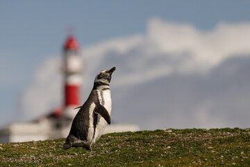 Magdalena and Marta Islands Experience Southern Chile Penguins